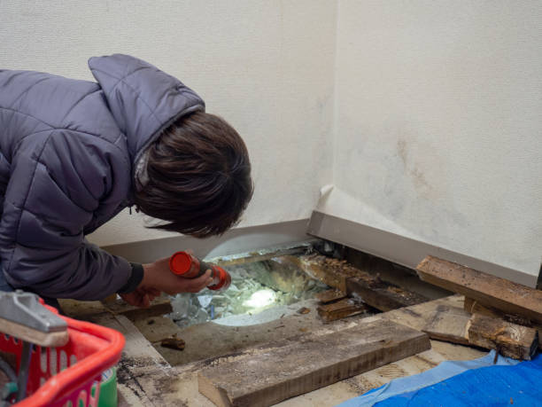 Best Attic Mold Removal  in Hanna City, IL