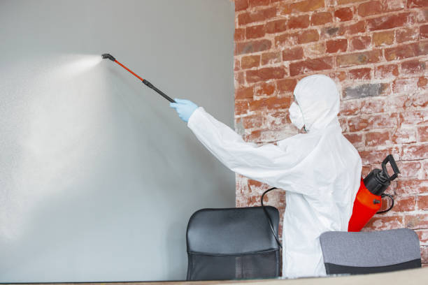 Reliable Hanna City, IL Mold Removal Solutions