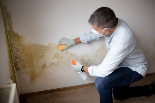Best Dehumidification Services  in Hanna City, IL